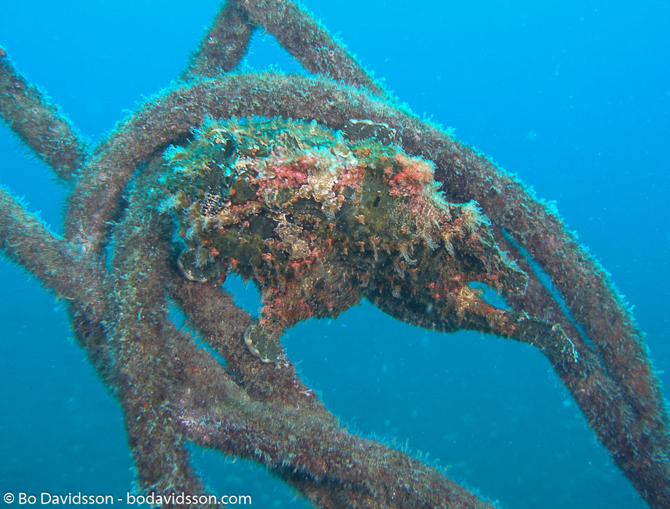 BD-080330-Lembeh-3302288-Antennarius-pictus-(Shaw.-1794)-[Painted-frogfish].jpg